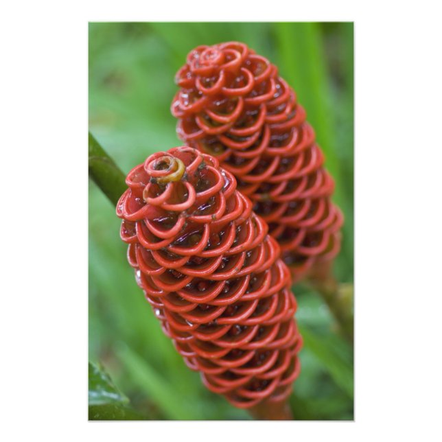 Impression Photo Beehive Ginger, Zingiber (spéctabile), (Devant)