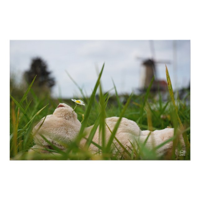 Impression Photo Beer relaxt se trouve dans l'herbe avec une Hollan (Devant)