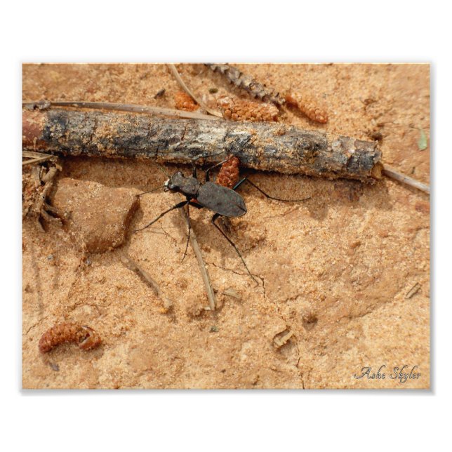 Impression Photo Beetle (Devant)