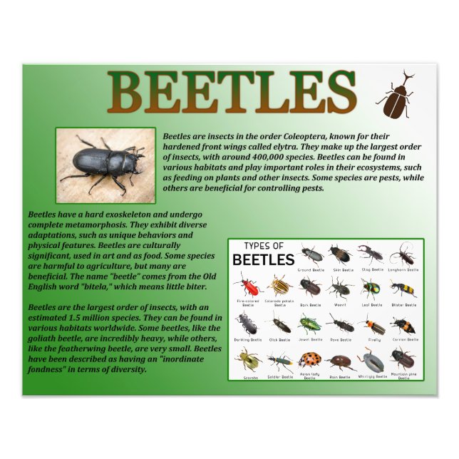 Impression Photo Beetles (Devant)