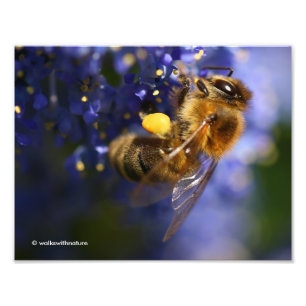 Impression Photo Belle abeille de miel sur la Californie Lilac