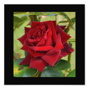 Impression Photo Belle affiche rouge Rose