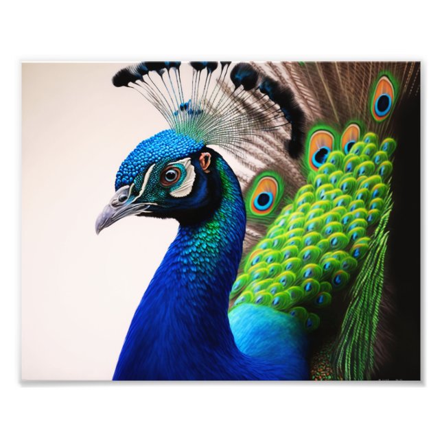 Impression Photo Belle couleur Peacock Paon Bird faune (Devant)