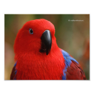 Impression Photo Belle "Dame en rouge" Eclectus Parrot