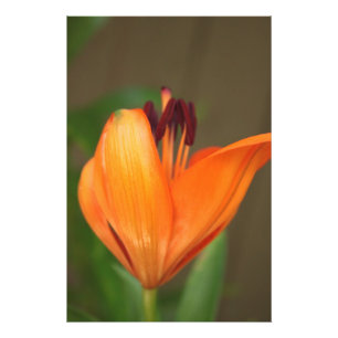 Impression Photo Belle demi-fleur de lis tigré doré en fleurs