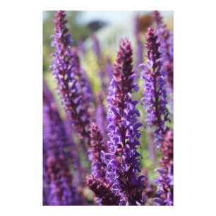 Impression Photo Belle Fleur de Lavande Violette