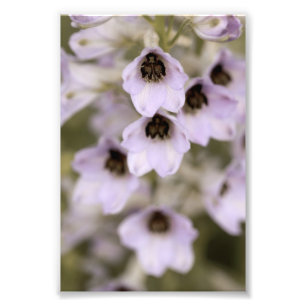 Impression Photo Belle Fleur Delphinium Violet Lumière