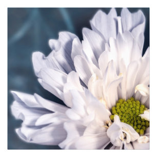 Impression Photo Belle fleurs blanches