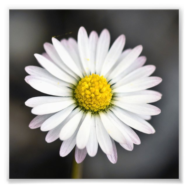 Impression Photo Belle marguerite blanche et jaune (Devant)