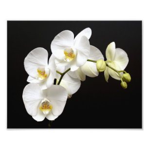 Impression Photo Belle Orchidée blanche avec Arrière - plan noir