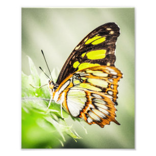 Impression Photo Belle Papillon Nature Insectes