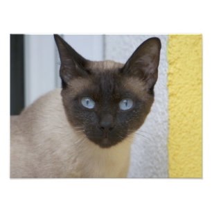 Impression Photo Belle pointe de phoque Chat siamois