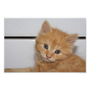 Impression Photo Belle Tabby Kitten Orange