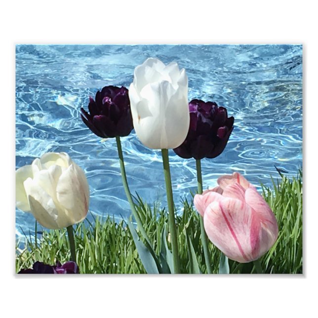 Impression Photo Belles fleurs blanches, roses et violettes (Devant)