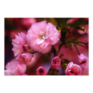 Impression Photo Belles fleurs de cerisiers rose printemps