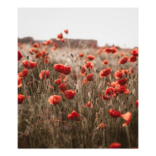 Impression Photo belles fleurs de coquelicot