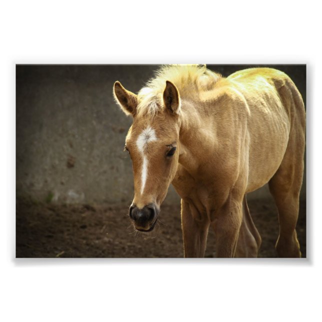 Impression Photo Berber Fohlen (Devant)