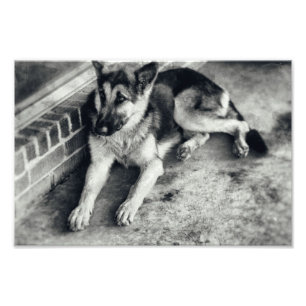 Impression Photo Berger Allemand Race Travailler Chien Retro