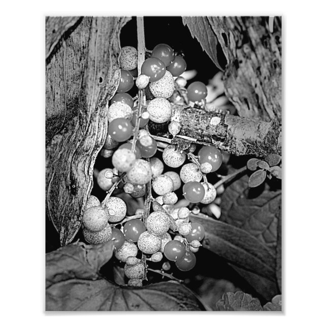 Impression Photo Berries Sauvages En Nature Noire Et Blanche 8x10 (Devant)