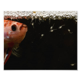 Impression Photo Betta Fish Babies