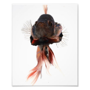 Impression Photo Betta Fish Face