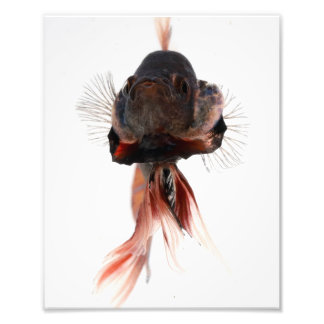 Impression Photo Betta Fish Face