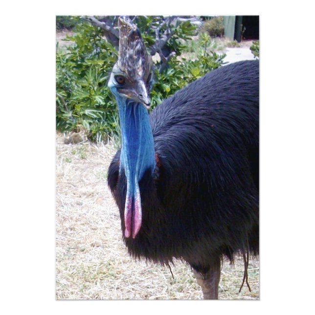 Impression Photo Big Blue Cassowary Bird, (Devant)
