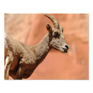 Impression Photo Bighorn Sheep