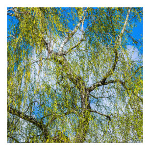 Impression Photo Birch tree - Le printemps est dans l'air