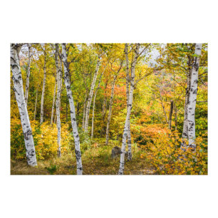 Impression Photo Birches blancs en automne