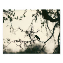 Bird Silhouette
