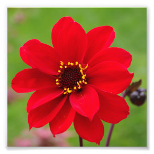Impression Photo Bishop de Llandaff Dahlia