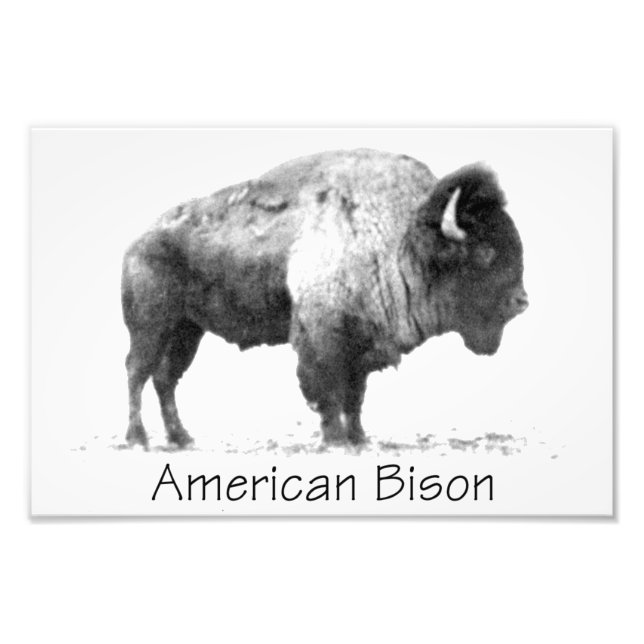 Impression Photo Bison américain (Devant)