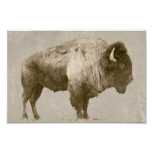 Impression Photo Bison américain