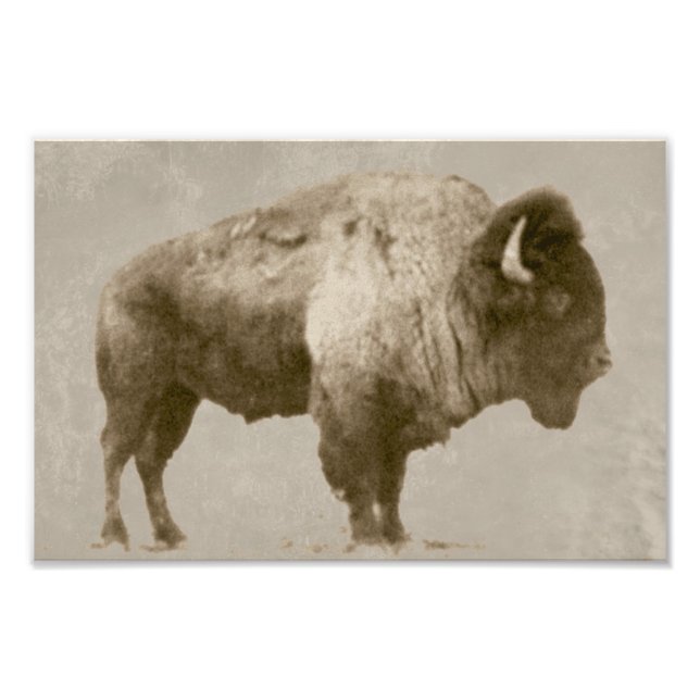 Impression Photo Bison américain (Devant)