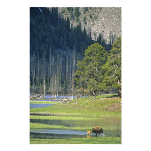 Impression Photo Bison avec le veau au parc national Yellowstone