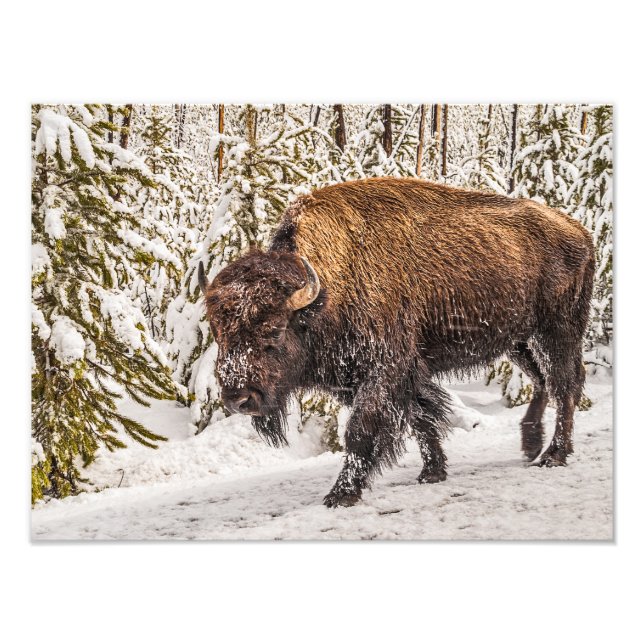 Impression Photo Bison (bison) - Buffle - Neige - Yellowstone (Devant)