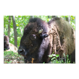 Impression Photo Bison, Lone Elk Park, St. Louis