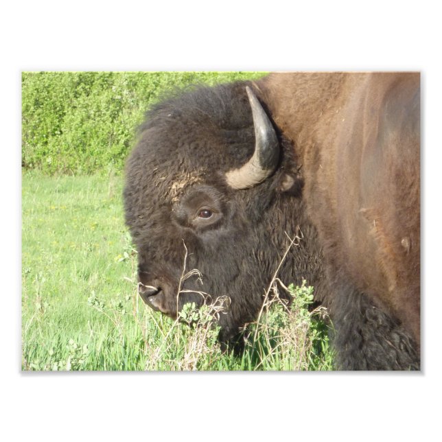 Impression Photo Bison près (Devant)