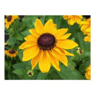 Impression Photo Black Eyed Susan Assis Plutôt