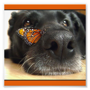 Impression Photo BLack Lab Chien Avec Papillon