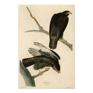 Impression Photo Black Warrior (Buse à queue rouge) d'Audubon Birds