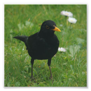 Impression Photo Blackbird Sur La Pelouse Anglaise