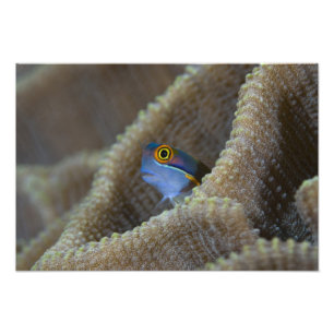 Impression Photo Blenny fish Blenniidae) qui se met à l'aise