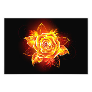Impression Photo Blooming Fire Rose