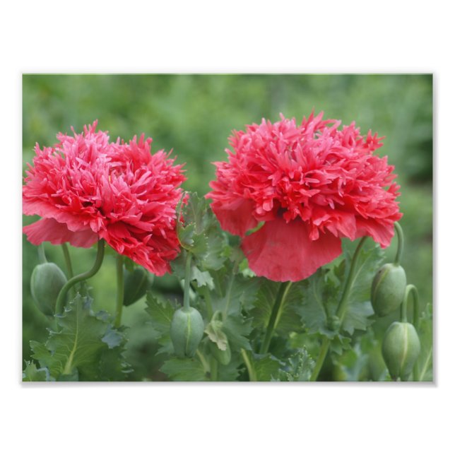 Impression Photo Blooms de Poppy (Devant)