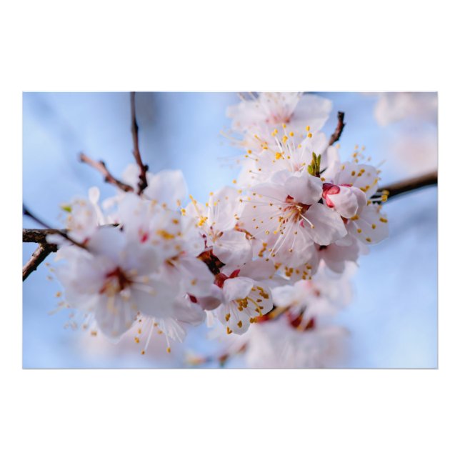 Impression Photo Blossom des abricots japonais (Devant)