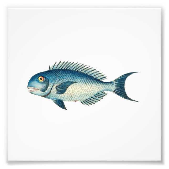 Impression Photo Blue Fish Beach Nautique Salle de bain de mer (Devant)