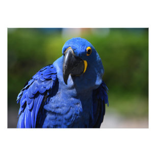 Impression Photo Blue Hyacinth Macaw