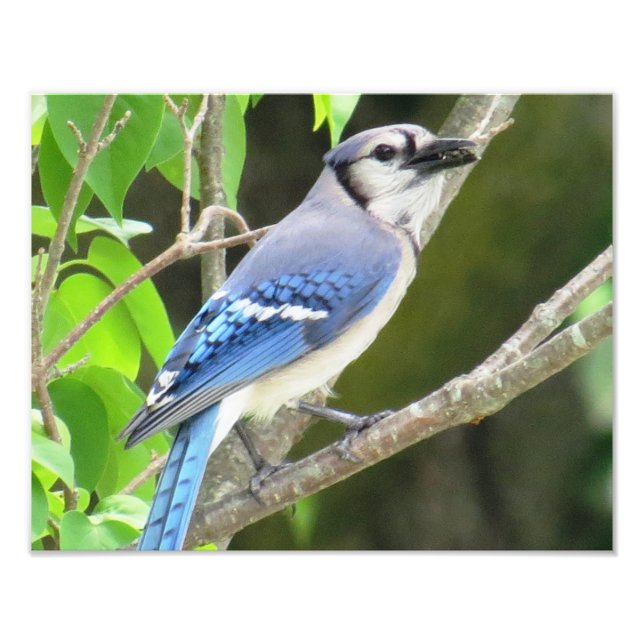 Impression Photo Blue Jay (Devant)